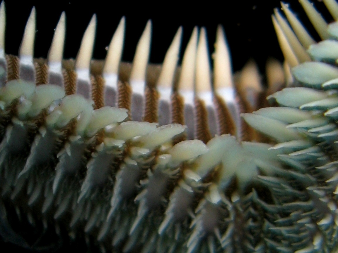 Astropecten platyacanthus (Philippi, 1837)
